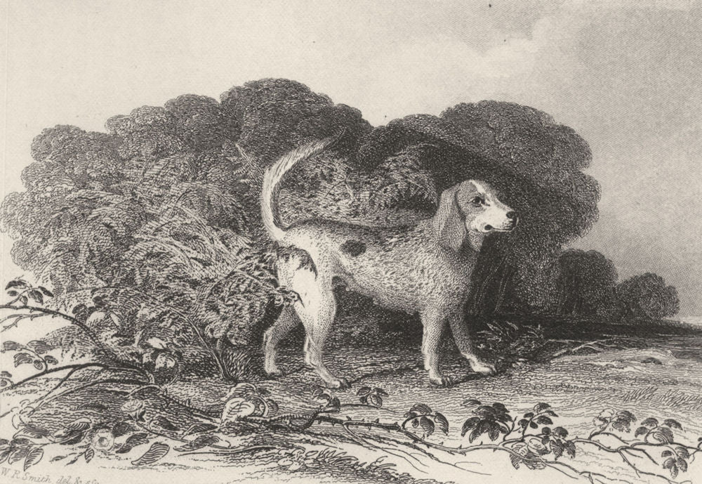 DOGS. Beagle. Good steel engraving (Edward Jesse) 1888 old antique print